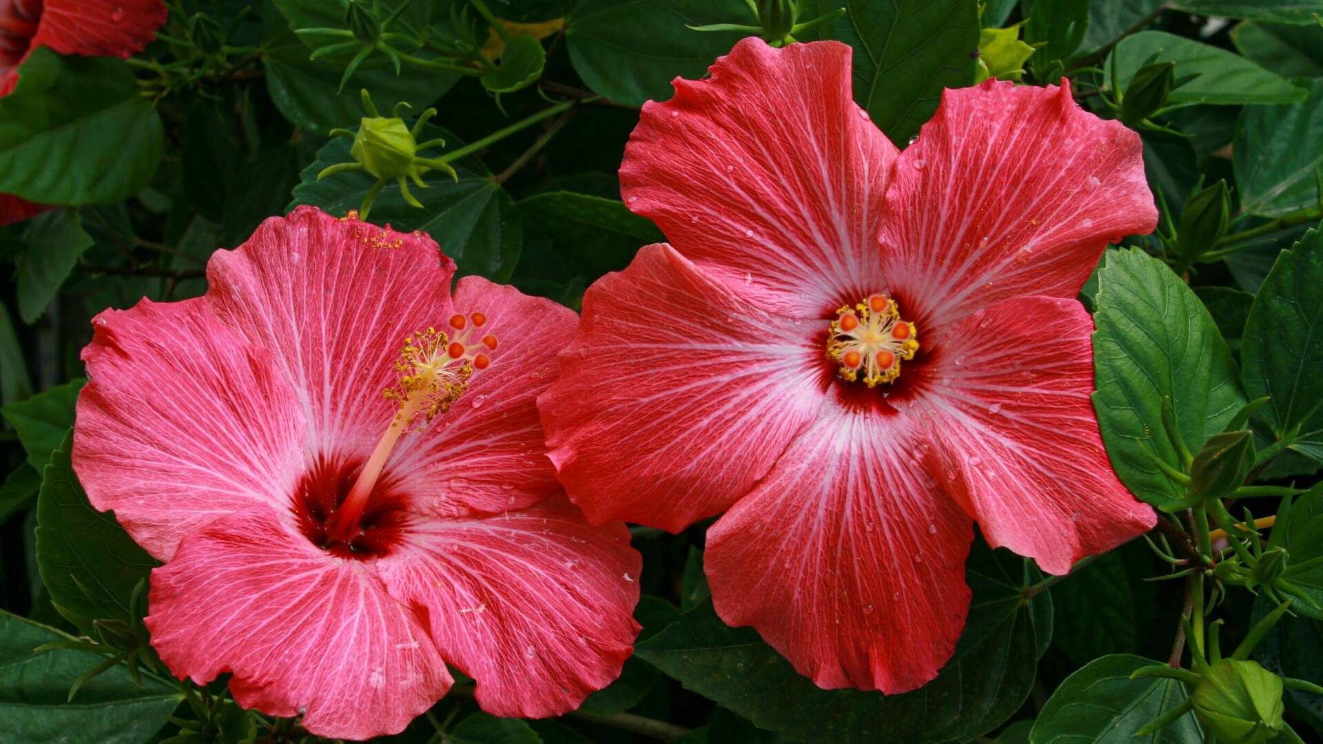 Hibisco