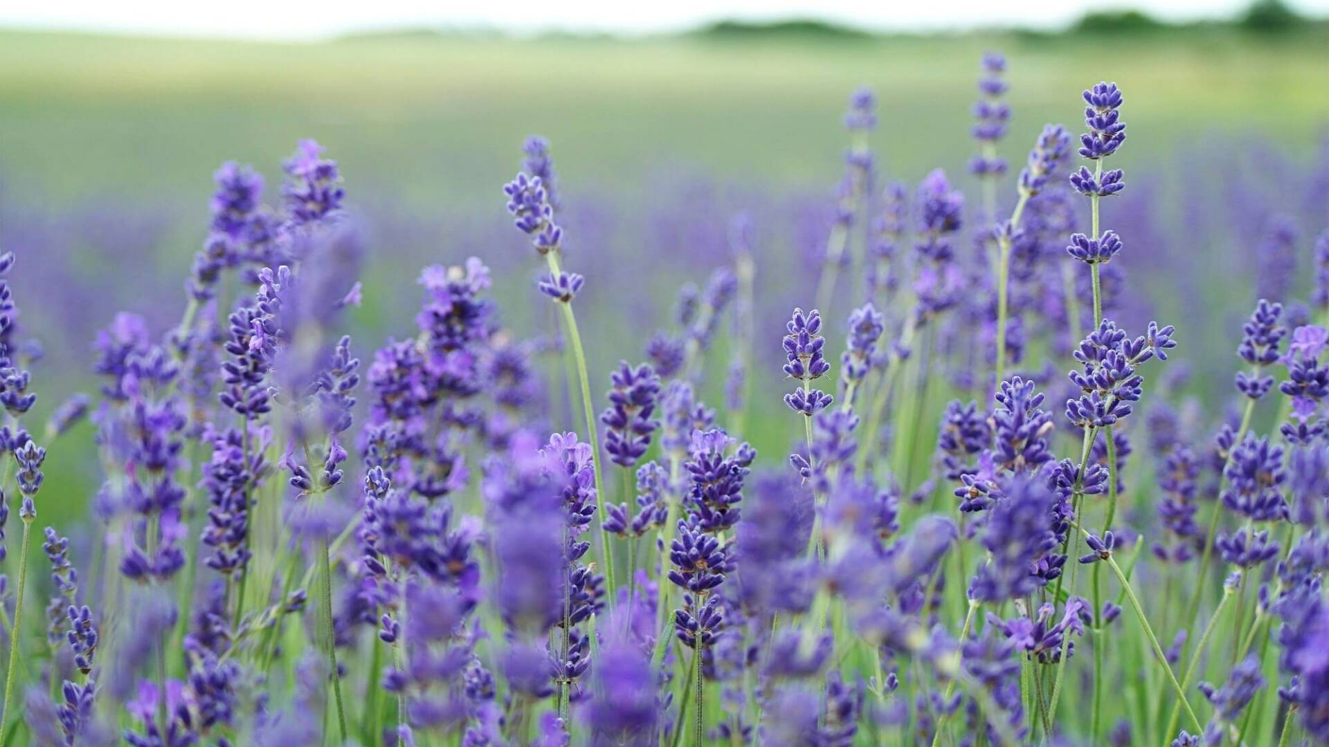 Lavanda