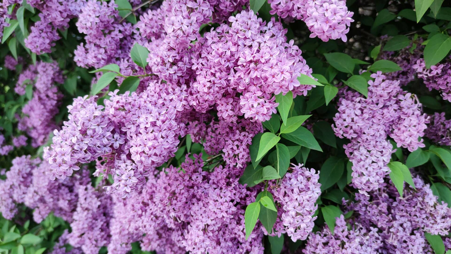 Lilas