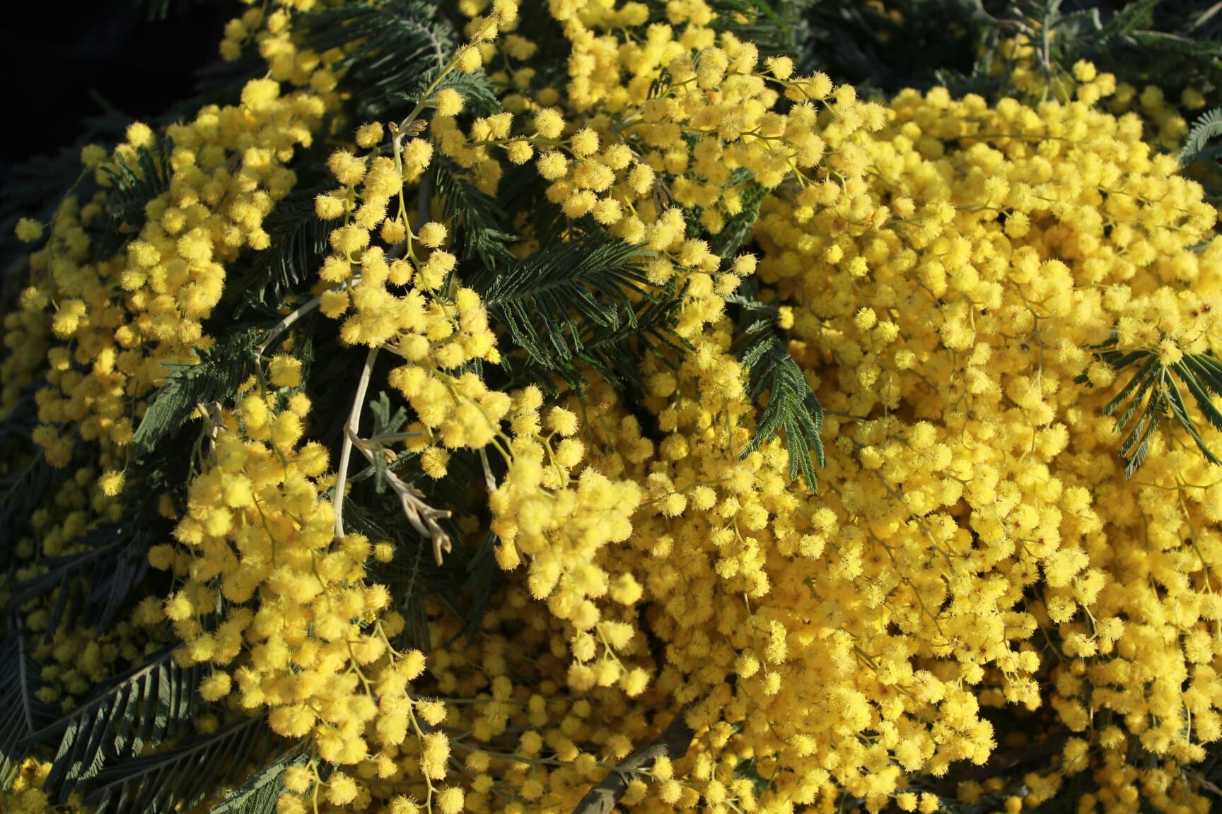 Mimosa