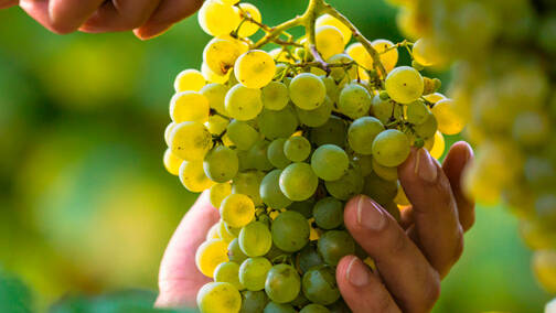 , la albari&ntilde;o (o alvarinho, cruzando la frontera del Mi&ntilde;o) es una de las variedades m&aacute;s antiguas y con mayor diversidad morfol&oacute;gica del cuadrante noroccidental.