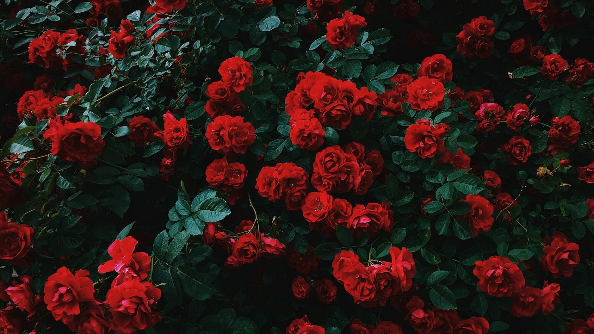 Rosas