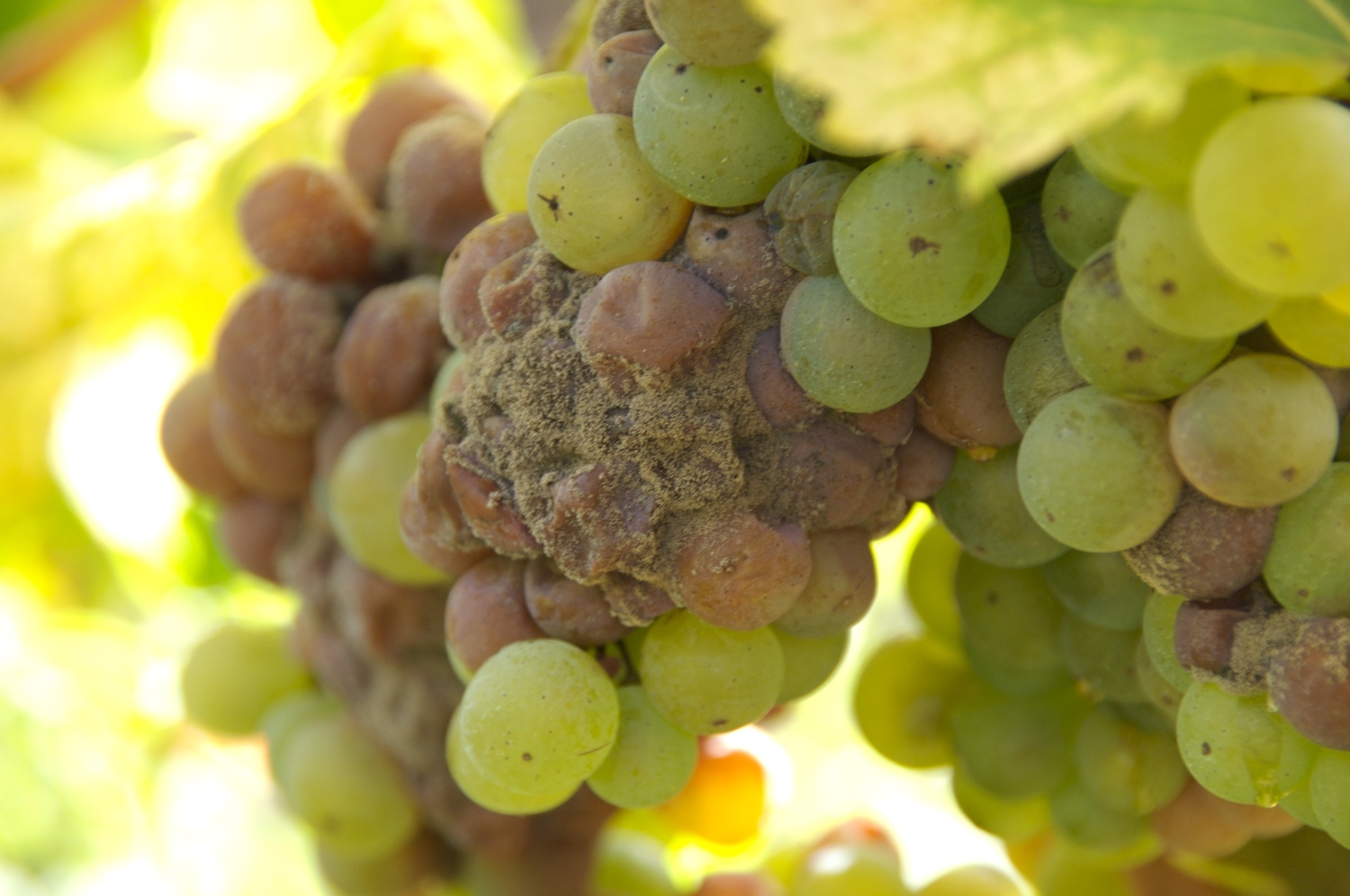 El hongo botrytis (s&iacute;, un hongo) ataca a la uva, evaporando el agua y concentrando el az&uacute;car y la acidez.