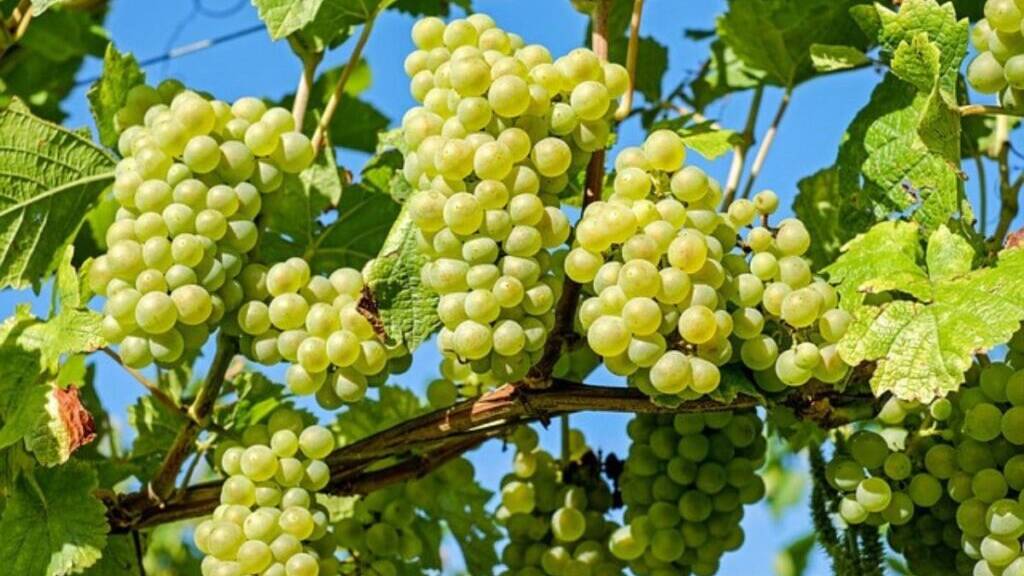 Uva albari&ntilde;o cabecera
