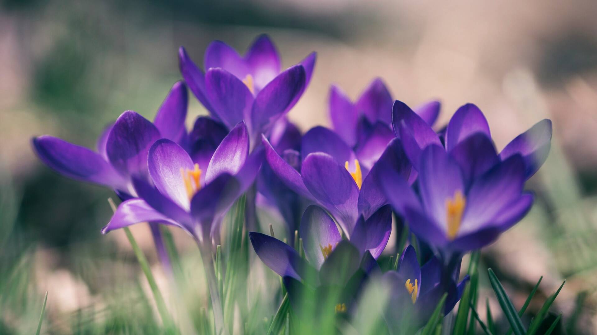 Violetas