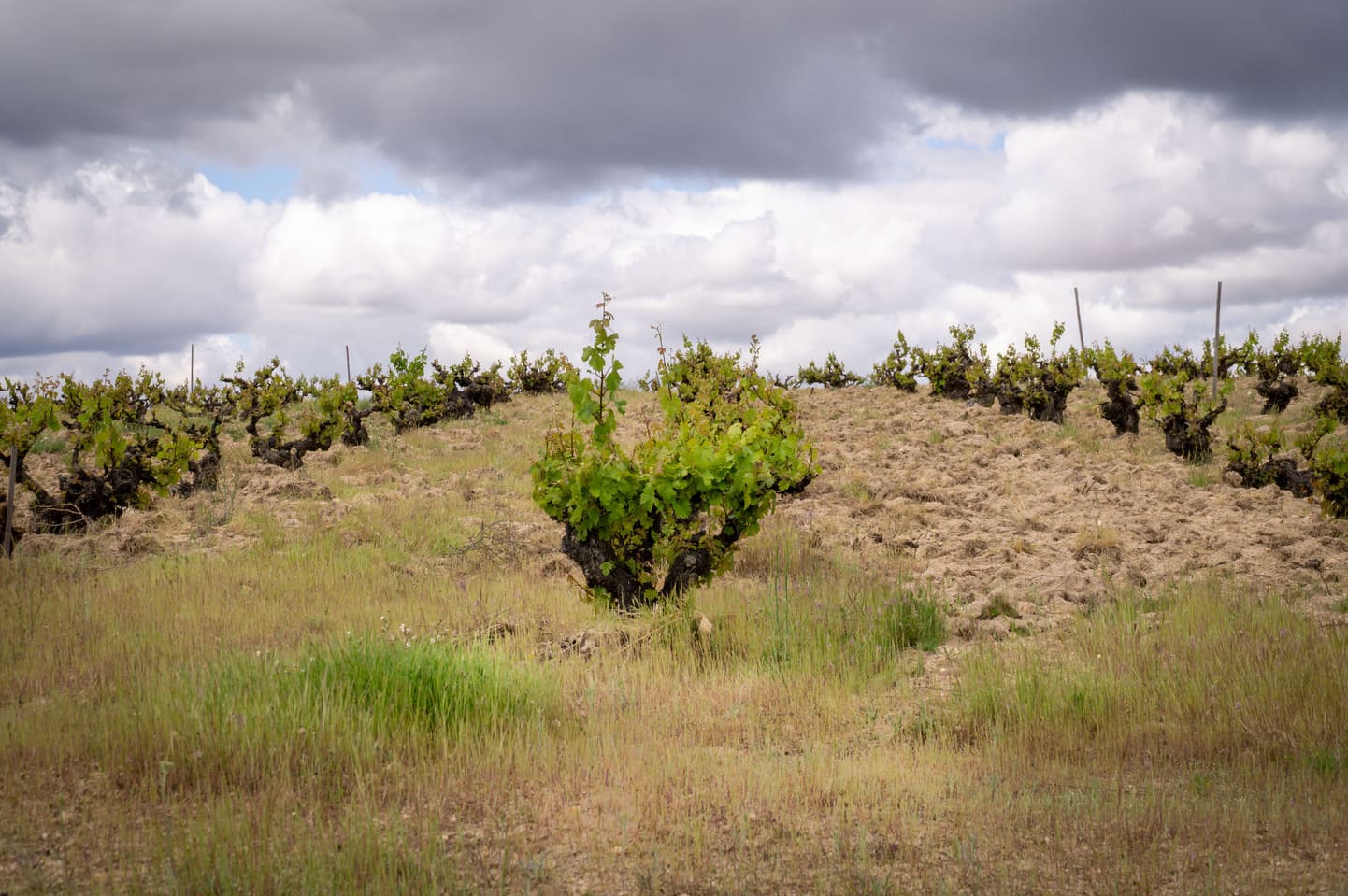 Imagen del vi&ntilde;edo de la bodega.