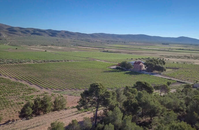 Imagen de los viñedos de la bodega