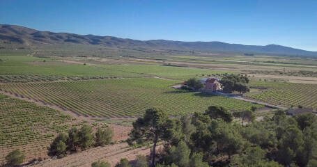 Imagen de los viñedos de la bodega