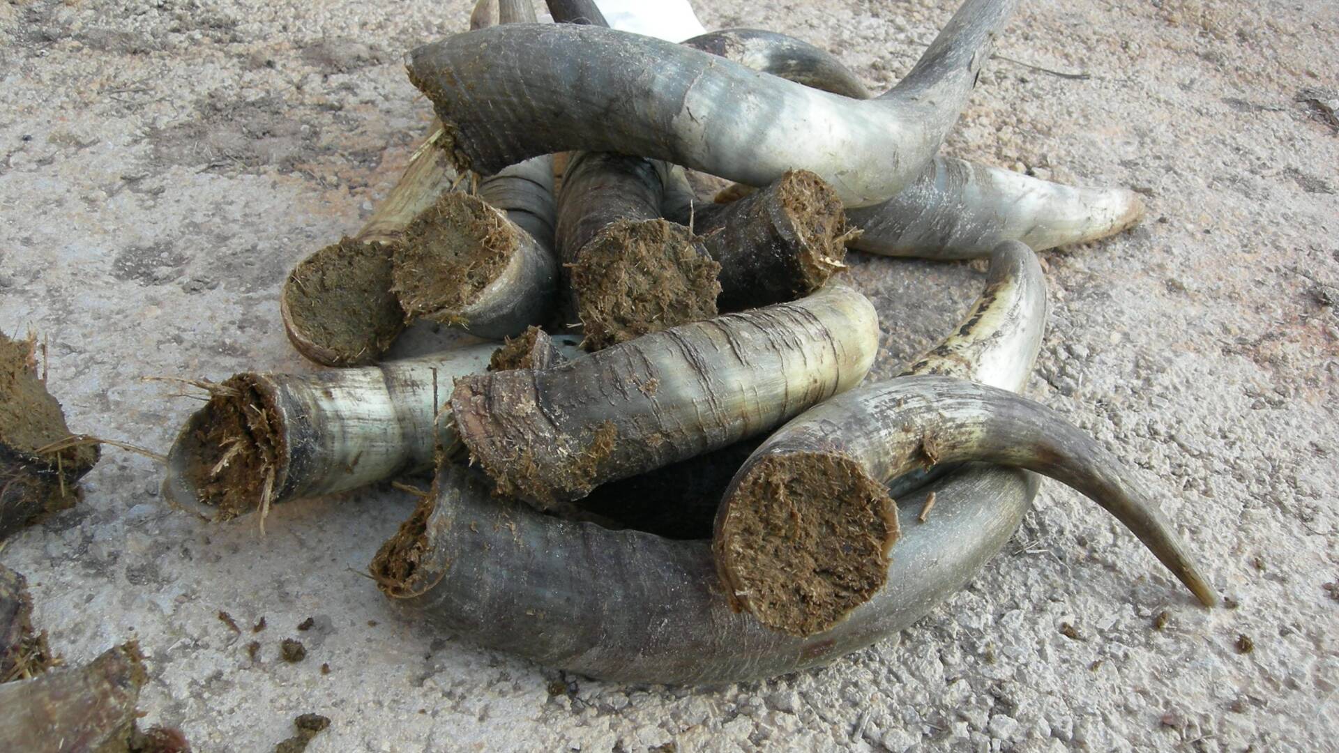 Cuernos de vaca rellenos de esti&eacute;rcol (el famoso preparado 500)