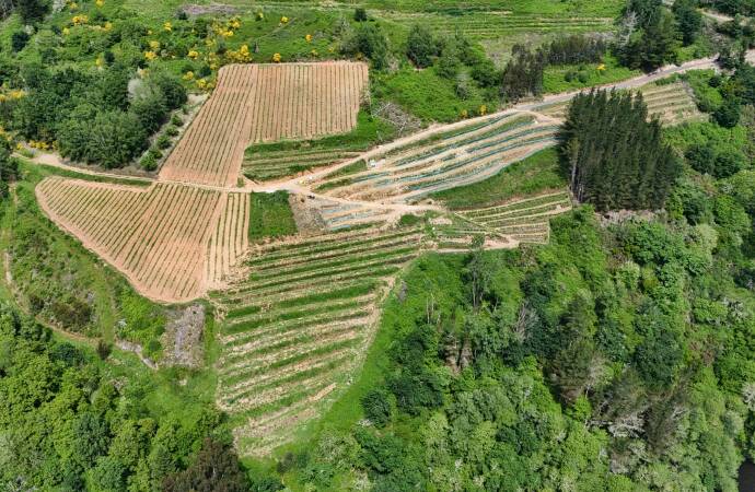 Luftaufnahme der Weinberge des Weinguts.