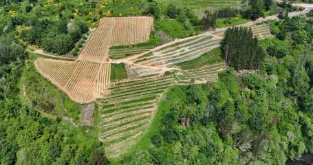 Imagen desde el aire de los viñedos de la bodega.