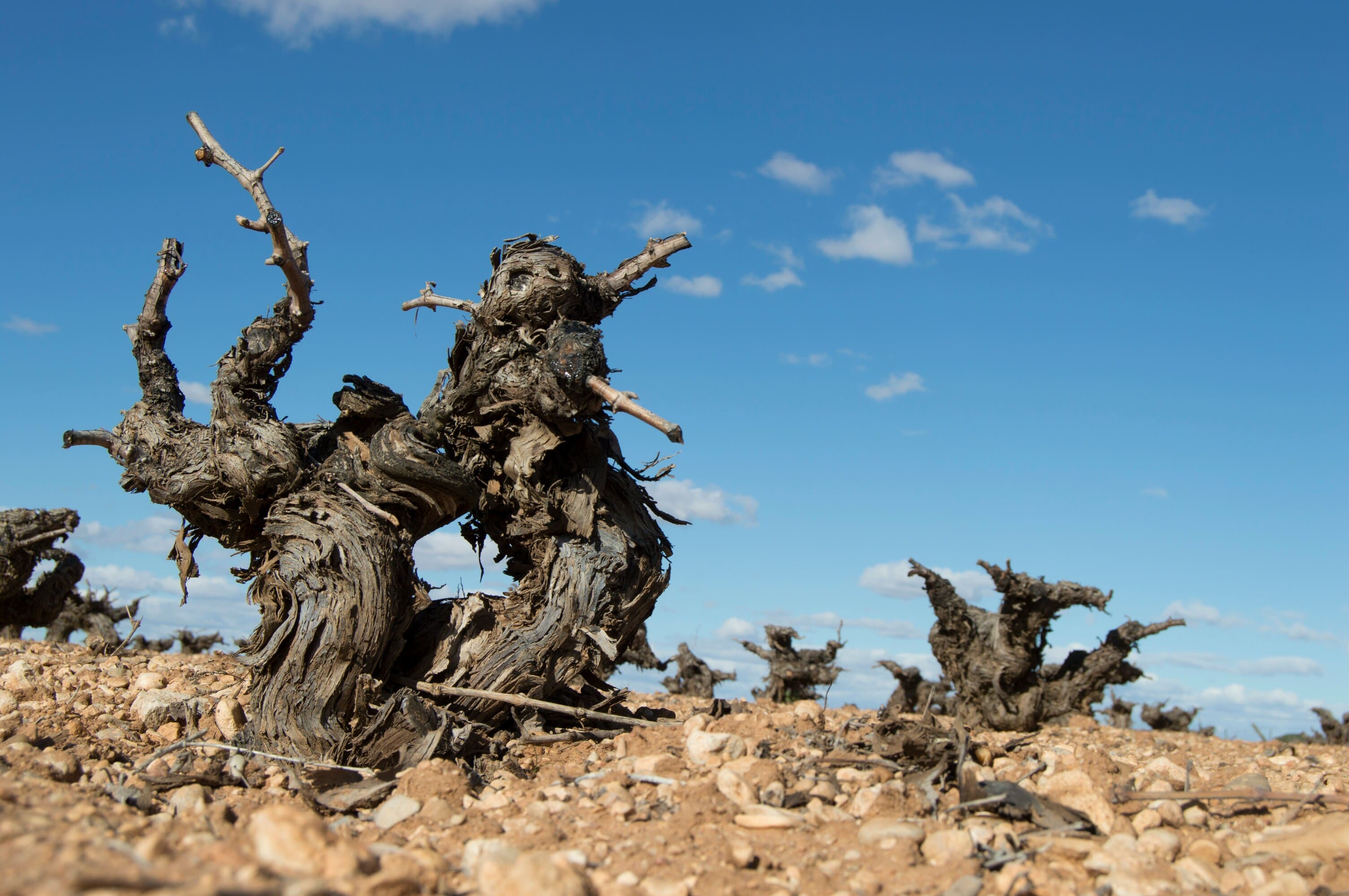 Aquellos elaboradores tradicionales no manejaban los conceptos de la enolog&iacute;a moderna, pero entend&iacute;an perfectamente el comportamiento de las uvas de sus vi&ntilde;edos
