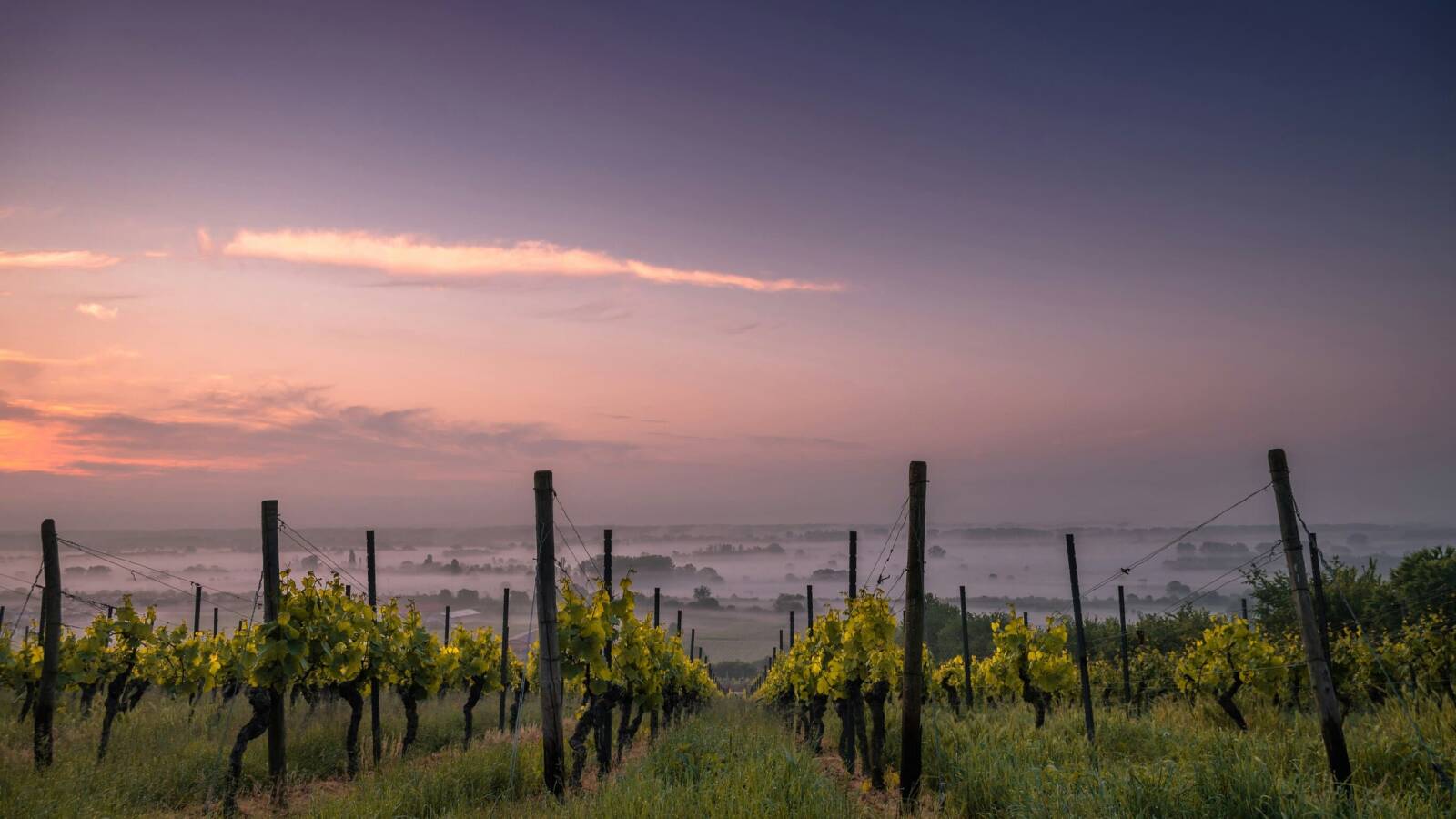 Vi&ntilde;edo de noche