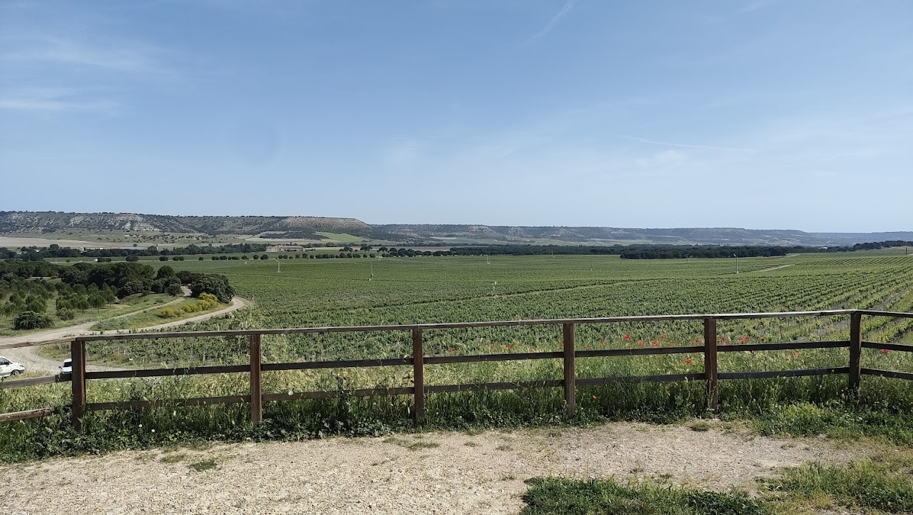 Vi&ntilde;edo de Abad&iacute;a Retuerta.