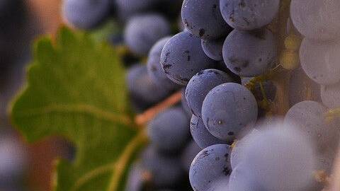 Racimo de uvas.