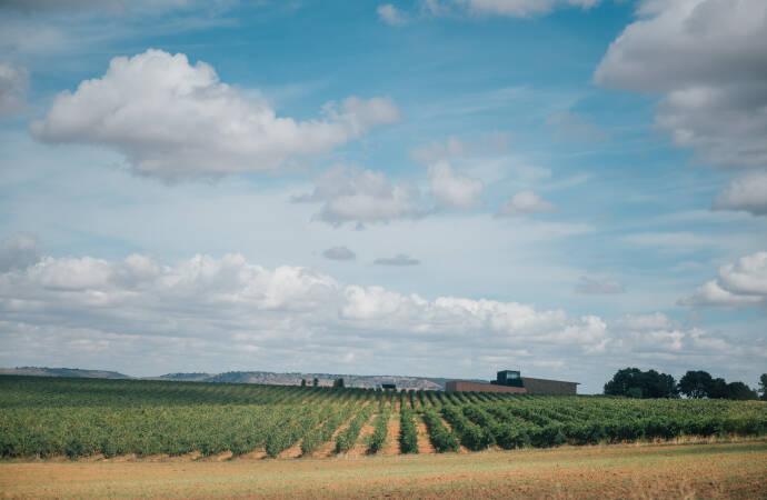 Image of the vineyard
