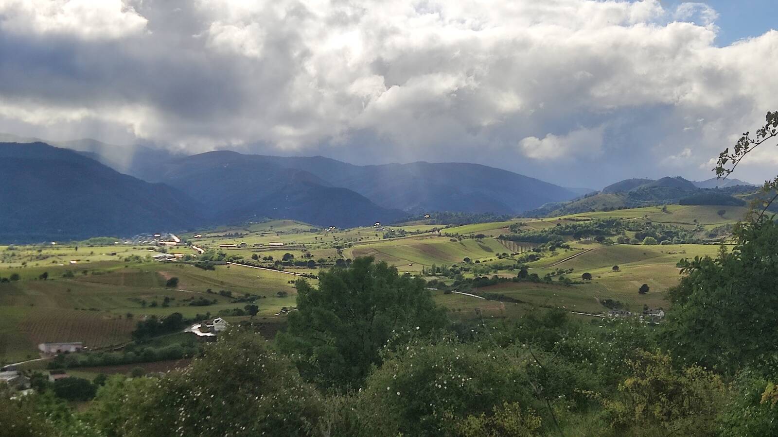 Vi&ntilde;edo de la bodega.