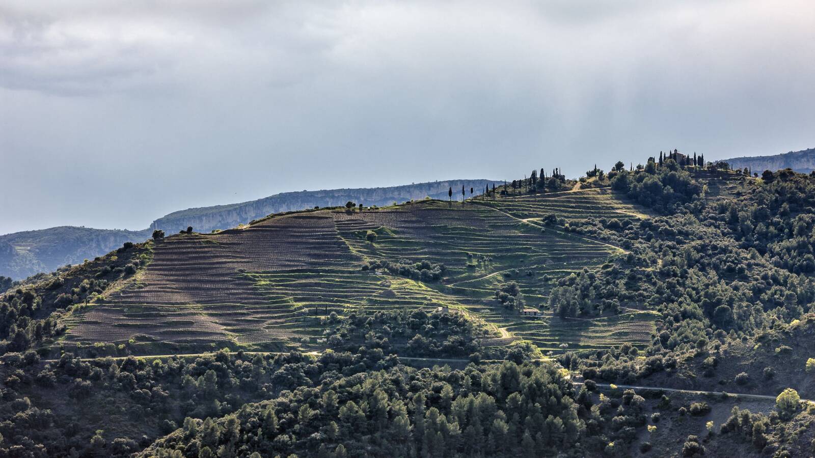 Vi&ntilde;edo de la bodega.